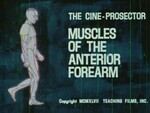 Muscles of the Anterior Forearm by Teaching Film, Inc. and Laurence E. Wragg